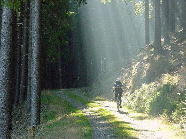 Mountainbiken In Goslar Wald